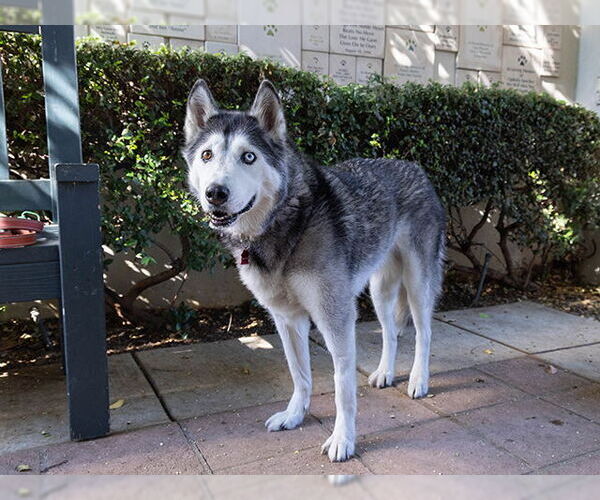 Medium Photo #2 Siberian Husky Puppy For Sale in Pasadena, CA, USA