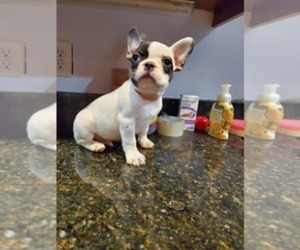 American French Bull Terrier Puppy for sale in CENTREVILLE, VA, USA