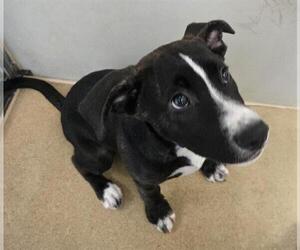 American Pit Bull Terrier Dogs for adoption in Sacramento, CA, USA