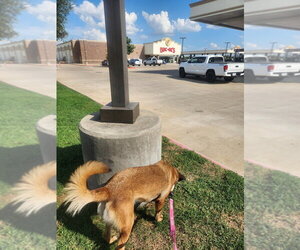 Blossom- Located in Texas - Female Mutt Dog for Adoption - Photo #4
