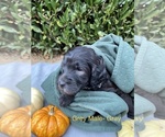 Puppy 7 Goldendoodle-Poodle (Miniature) Mix