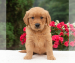 Small #3 Golden Retriever