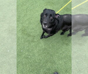 Bear - Male - Mix Dog for Adoption - Photo #3