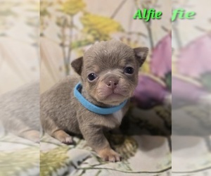 Chihuahua Puppy for sale in HOMERVILLE, GA, USA