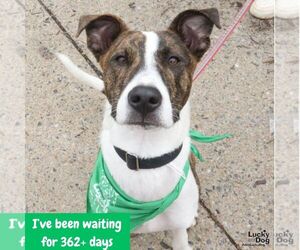 Luigo - Male Mutt Dog for Adoption - Photo #8