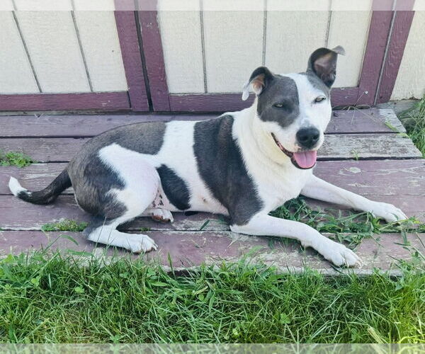 Medium Photo #4 American Pit Bull Terrier-Unknown Mix Puppy For Sale in Germantown, OH, USA