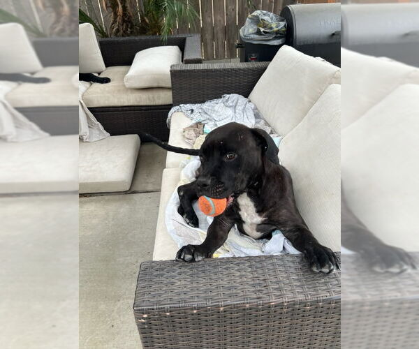 Medium Photo #1 Labrador Retriever-Staffordshire Bull Terrier Mix Puppy For Sale in San Diego, CA, USA