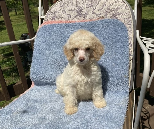 Medium Photo #1 Poodle (Standard) Puppy For Sale in BELTON, SC, USA