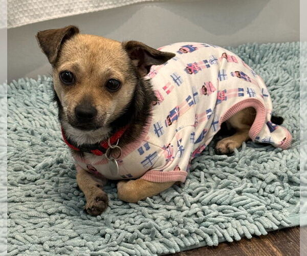 Medium Photo #3 Chihuahua-Unknown Mix Puppy For Sale in Salt Lake City, UT, USA