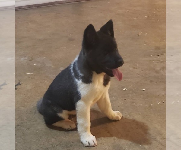 Medium Photo #4 Akita Puppy For Sale in MEM, TN, USA