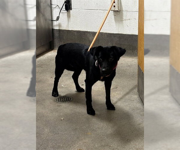 Medium Photo #1 Schipperke-Unknown Mix Puppy For Sale in Forestville, MD, USA