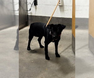 Schipperke-Unknown Mix Dogs for adoption in Forestville, MD, USA
