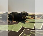 Small Photo #1 Labrador Retriever-Unknown Mix Puppy For Sale in Mechanicsburg, PA, USA