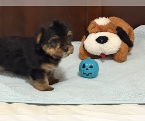 Yorkshire Terrier Puppy for sale in BENSON, NC, USA