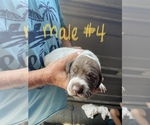 Small Photo #7 German Shorthaired Pointer Puppy For Sale in ORCHARD PARK, NY, USA