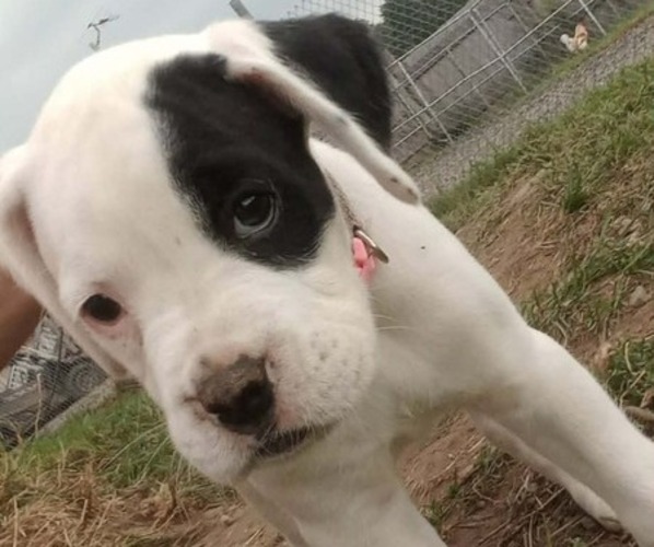 Medium Photo #1 Boxer Puppy For Sale in PULASKI, NY, USA