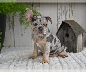 French Bulldog Puppy for sale in MILLERSBURG, OH, USA