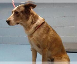 Siberian Husky-Unknown Mix Dogs for adoption in Moreno Valley, CA, USA