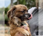 Small #1 Chihuahua Mix