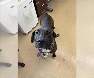 Plott Hound-Unknown Mix Dogs for adoption in Derwood, MD, USA