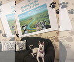 Small Photo #5 American Pit Bull Terrier-German Shepherd Dog Mix Puppy For Sale in Williamsburg, IA, USA