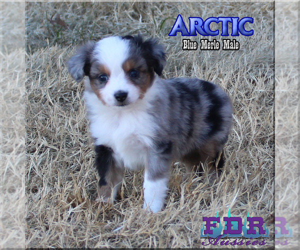 Medium Photo #2 Miniature Australian Shepherd Puppy For Sale in FORESTBURG, TX, USA