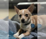 Small Chihuahua Mix