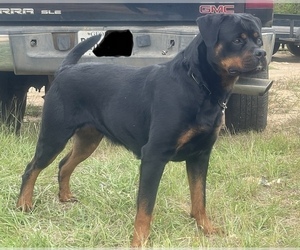 Mother of the Rottweiler puppies born on 07/26/2023
