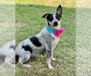 Feyre - Female Mutt Dog for Adoption - Photo #2