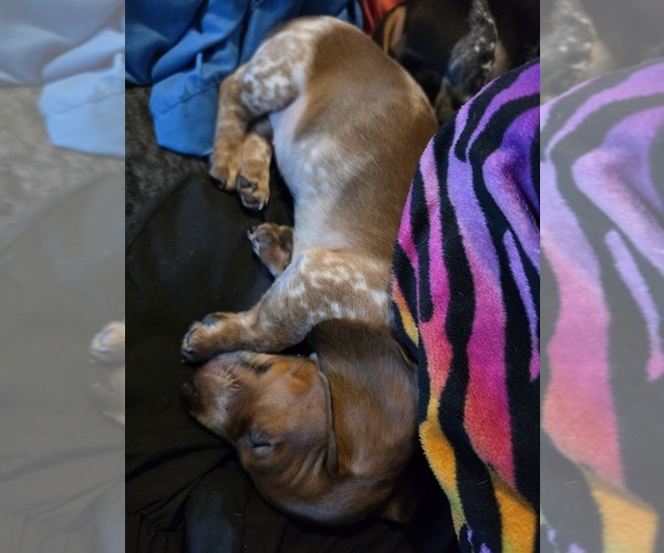 Medium Photo #7 Dachshund Puppy For Sale in AUSTIN, TX, USA