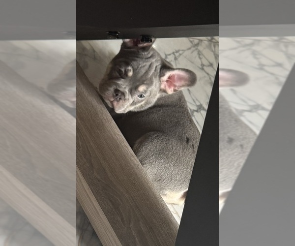 Medium Photo #3 French Bulldog Puppy For Sale in FORT LAUDERDALE, FL, USA