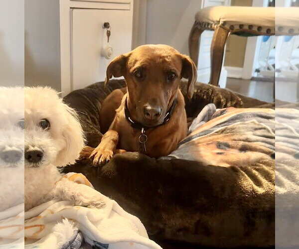 Medium Photo #8 Black Mouth Cur-Vizsla Mix Puppy For Sale in Oakhurst, NJ, USA