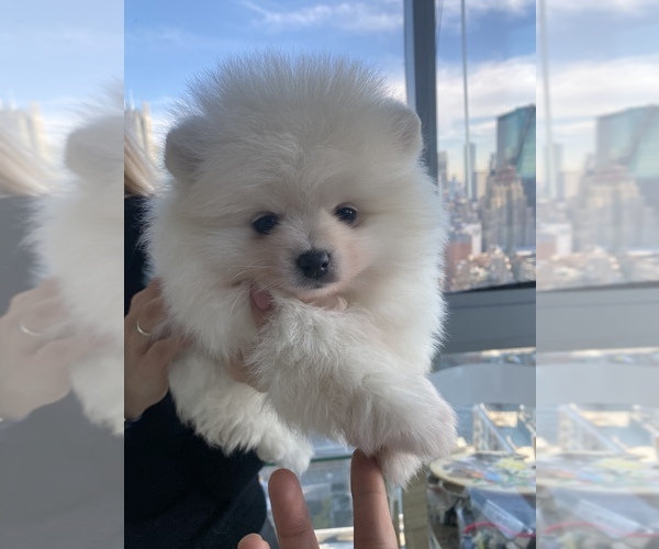 Medium Photo #3 Pomeranian Puppy For Sale in NEW YORK, NY, USA