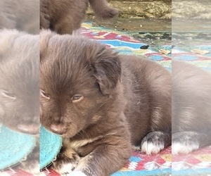 Miniature Australian Shepherd Puppy for sale in ASHUELOT, NH, USA