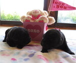Puppy Puppies Labrador Retriever