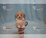 Small #1 Poodle (Toy)