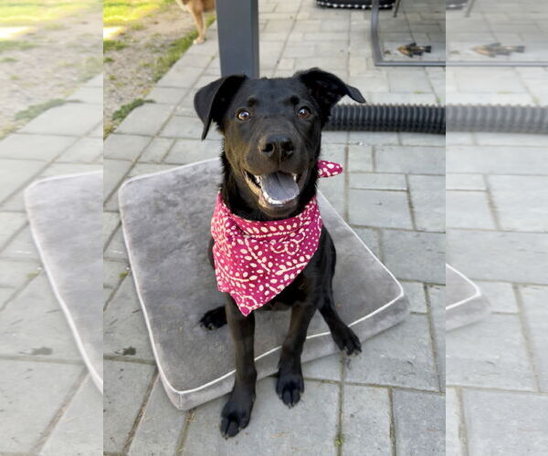 Medium Photo #7 Labrador Retriever-Unknown Mix Puppy For Sale in Bellevue, WA, USA