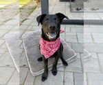 Small #6 Labrador Retriever Mix