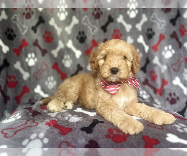 Medium Photo #3 Cavapoo Puppy For Sale in LAKELAND, FL, USA