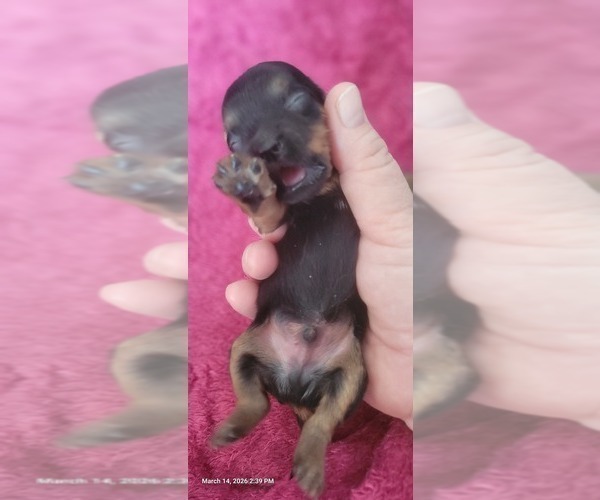 Medium Photo #233 Yorkshire Terrier Puppy For Sale in AKRON, OH, USA