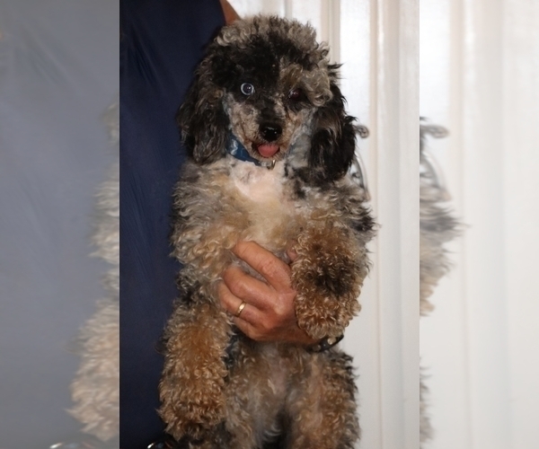 Medium Photo #4 Poodle (Miniature) Puppy For Sale in DYERSBURG, TN, USA