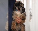 Small #3 Poodle (Miniature)