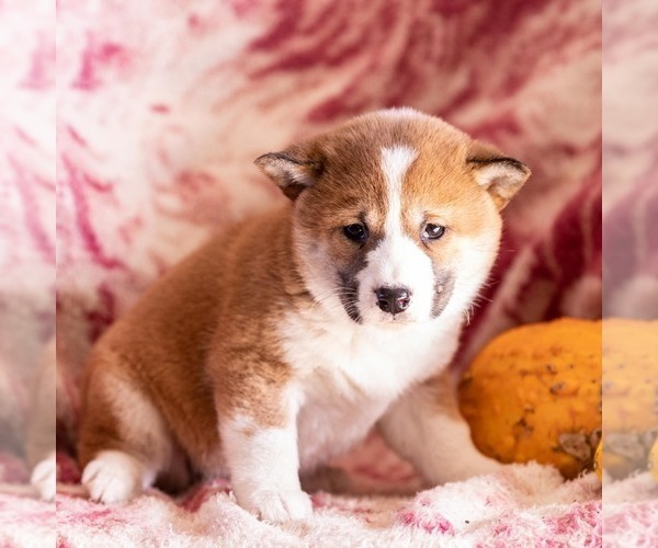Medium Photo #2 Shiba Inu Puppy For Sale in MYERSTOWN, PA, USA