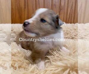 Shetland Sheepdog Puppy for sale in GRAFTON, OH, USA