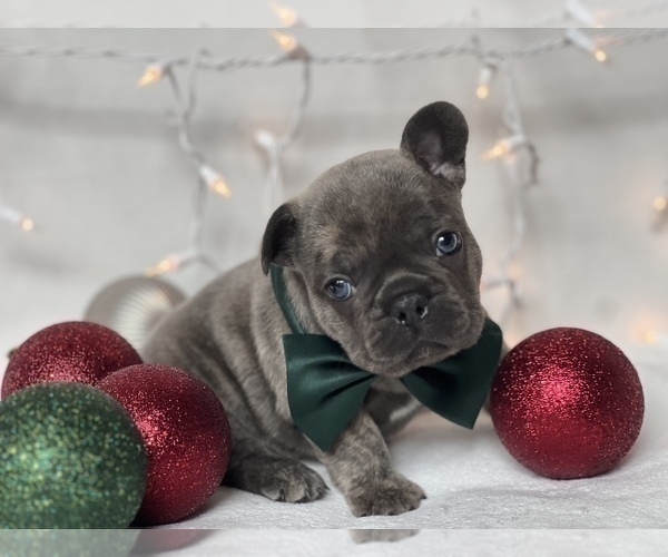 Medium Photo #9 French Bulldog Puppy For Sale in FLEMING ISLAND, FL, USA