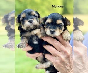 Morkie Dog for Adoption in CORNERSVILLE, Tennessee USA
