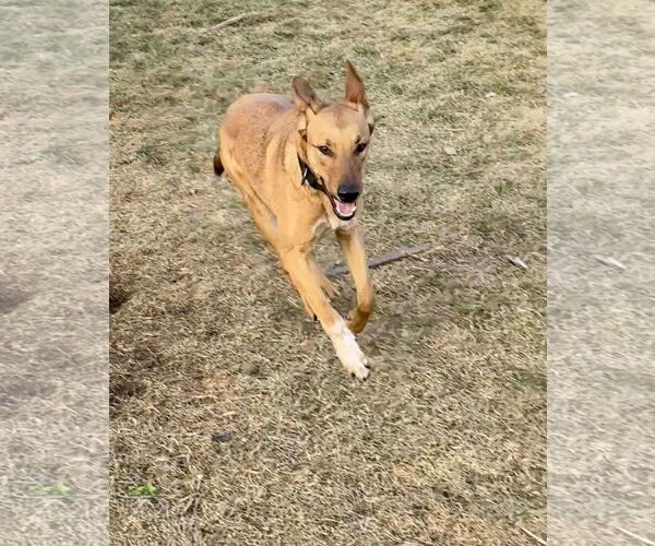 Medium Photo #6 Mutt Puppy For Sale in Sandy, UT, USA