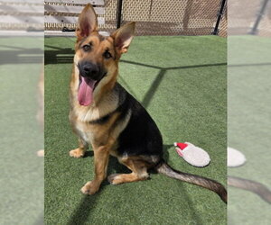 German Shepherd Dog Dogs for adoption in Norco, CA, USA
