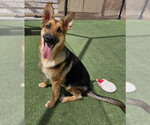 Small German Shepherd Dog