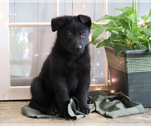 German Shepherd Dog Puppy for sale in FREDERICKSBG, OH, USA